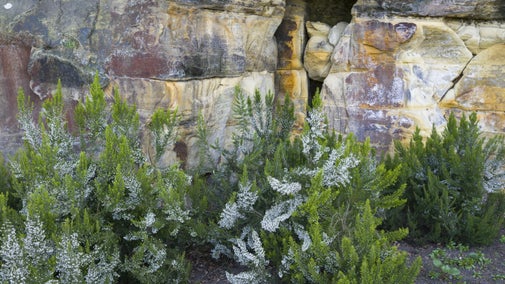 Plants growing against a background of weathered rock.